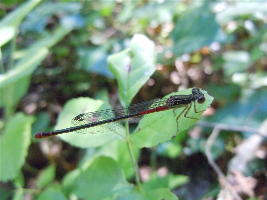 Ceriagrion tenellum femmina?